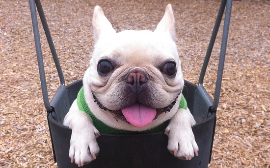 Самые популярные фотографии животных в 2014 году