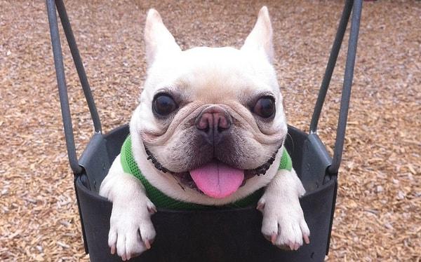 31. Bu Fransız Bulldog'a 'Sir Charles Barkley' adı verilmiş. Kendisi şu aralar bir internet fenomeni!