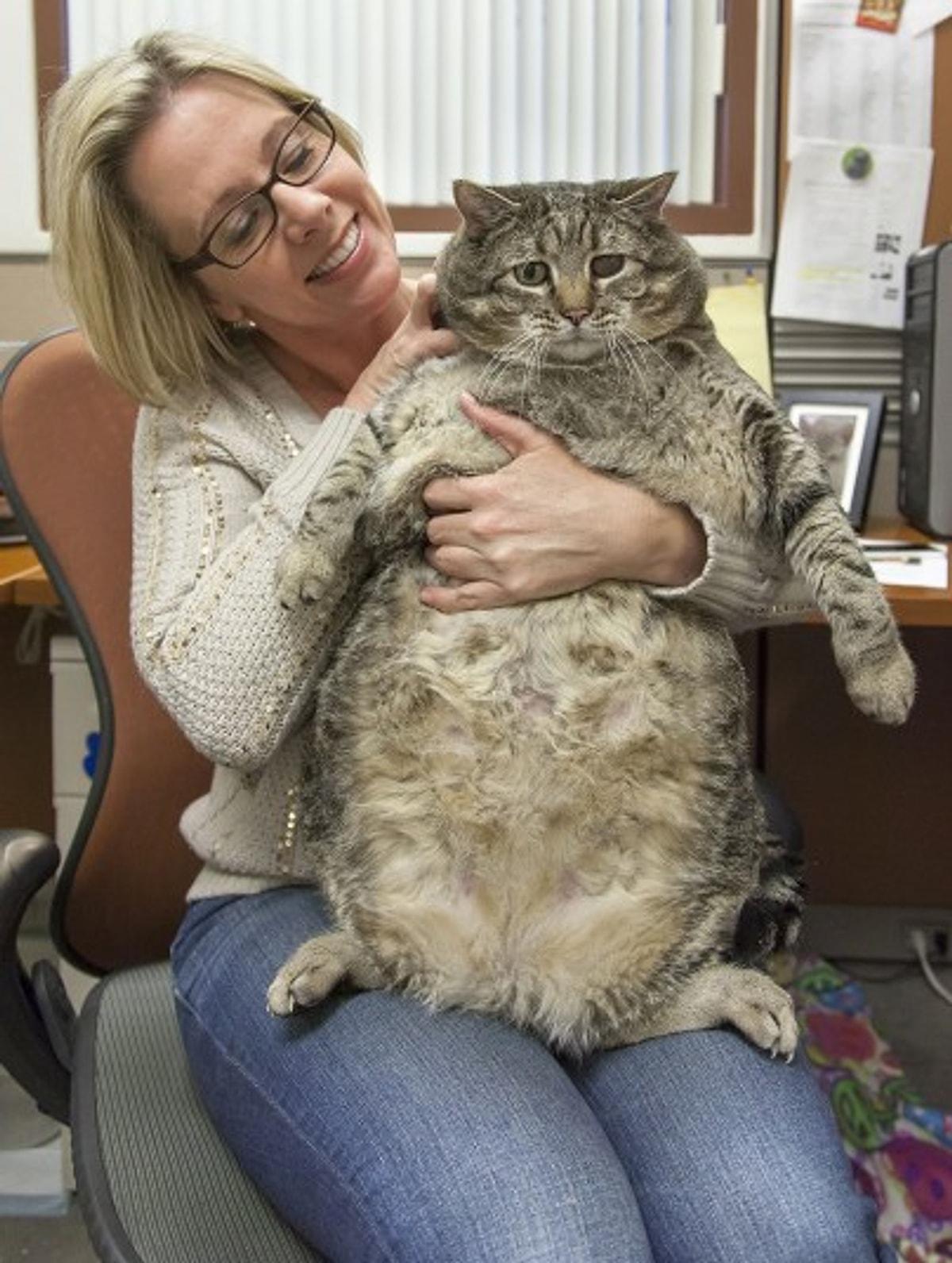 Толстого кота в мире. Самый толстый кот в мире. Самый жирный кот. Огромная кошка.