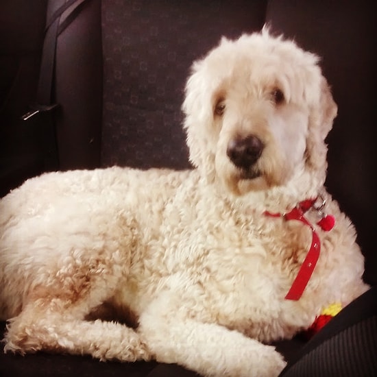 Evden Çıktıktan Sonra, Köpeğin Hareketlerini Kamera ile Takip Eden Adamın Karşılaştığı Yürek Burkan Gerçek