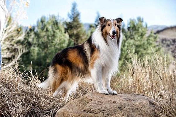 3. Lassie / Lassie (1994)