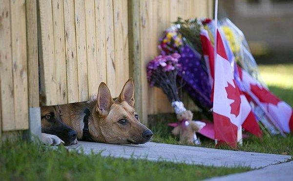 7. İsimsiz bir askerin mezarını korurken vurularak hayatını kaybeden 24 yaşındaki Nathan Cirillo'nun cenazesi taşınırken seyreden köpekleri.