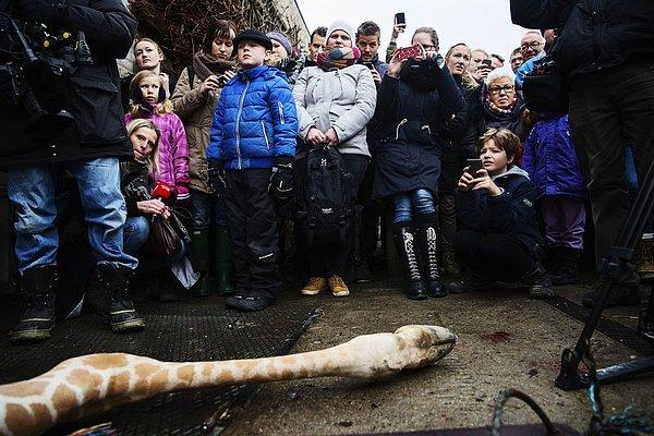 32. Binlerce hayvanseverin kurtarmak için imza toplamasına rağmen, Kopenhag Hayvanat Bahçesi tarafından öldürülen ve insanların önünde otopsi yapılan sağlıklı bir yavru zürafa.