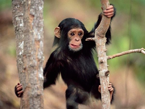 4. Vücudunuzda her santimetrekareye düşen tüy sayısı bir şempanzeninki ile aynıdır.