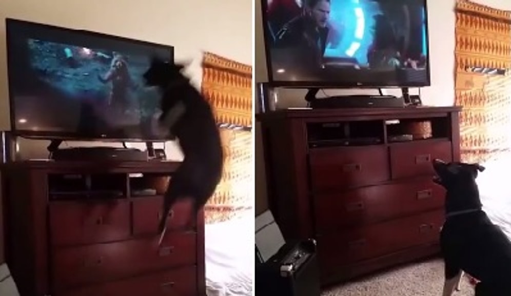 Televizyon İzlerken Kendinden Geçen Köpek