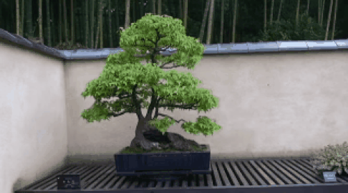 Bonzai
