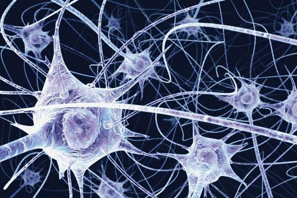 3. Beynimizdeki nöronların büyüklüğü 4-100 mikron (milimetrenin binde biri) arasında değişiyor.