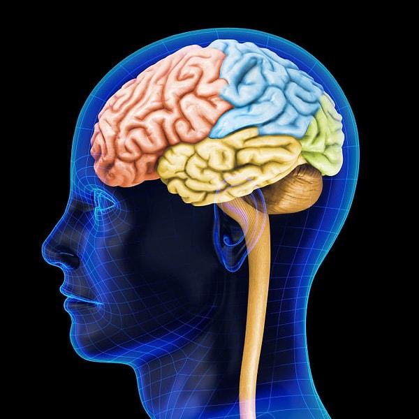 37. Beynin kumayı kontrol eden postrema bölgesi, kan-beyin bariyerine duyarsız olan tek bölge. Böylece postrema kanımızdaki zararlı maddeleri farkedebiliyor.