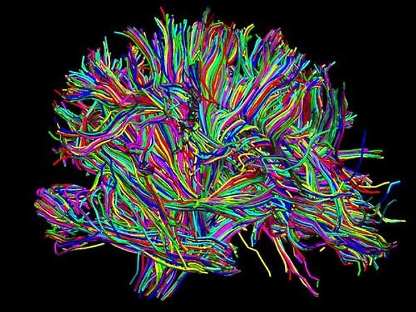 42. Bundan 15 yıl öncesine kadar insan beyninin yalnızca yaşamın ilk yıllarında geliştiği düşünülüyordu fakat günümüzde beynin ergenlik döneminin sonuna kadar geliştiği kanıtlanmış durumda. Özellikle prefrontal korteks ve limbik sistemin gelişimini tamamlaması 20'li yaşları buluyor.