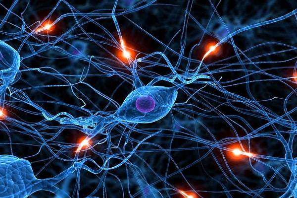 1. İnsan beyninde yaklaşık olarak 90 milyar nöron (sinir hücresi) bulunuyor.