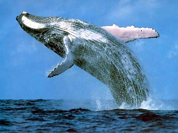 17. Balinaların yaşayan en yakın akrabaları suaygırılardır.