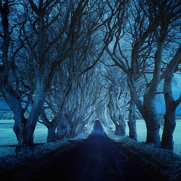 9. The Dark Hedges, Kuzey İrlanda (Kış)