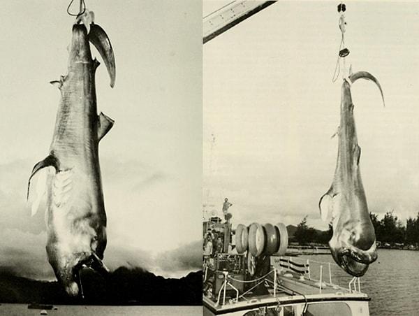 6. Boyları 5.5 metreye kadar çıkabilen büyük ağızlı köpekbalığı türü 1976'ya kadar keşfedilmemişti.
