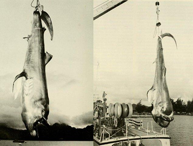 6. Boyları 5.5 metreye kadar çıkabilen büyük ağızlı köpekbalığı türü 1976'ya kadar keşfedilmemişti.