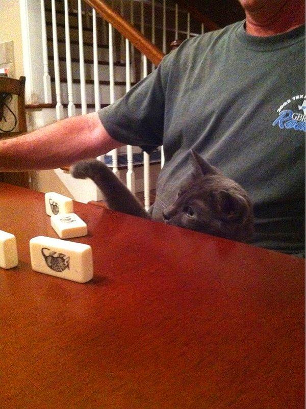 24. Bir patisiyle bütün domino oyununu bozan bu haylaz kedi,