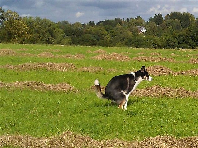 1. Köpekler Yeryüzü Manyetik Alanı'na göre hizalanarak kaka yapıyor.