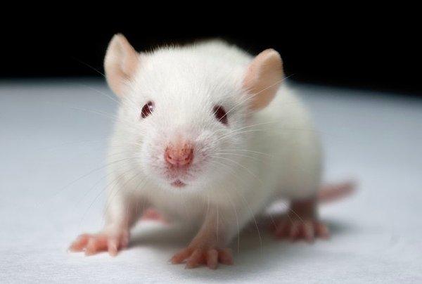 13. Belli bir kokudan korkmak üzere eğitilmiş fareler, bu korkuyu çocuklarına geçirebilir.