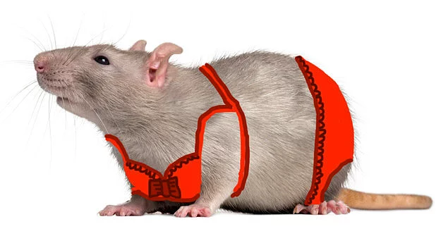 Erkek fareler, bir kıyafet giyen dişi farelerden etkilenecek şekilde eğitilebiliyor.