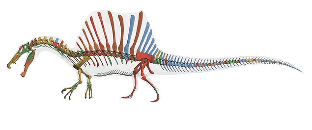 32. Yüzdüğü bilinen ilk dinozor 15 metre uzunluğundaydı ve suyun altında daha rahat gezebilmek için kendi kemiklerini ağırlaştırabiliyordu.
