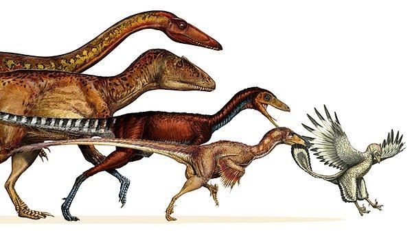 44. Kuşa evrilmek için dinozorlar kademeli olarak büzüldü ve küçüldü.