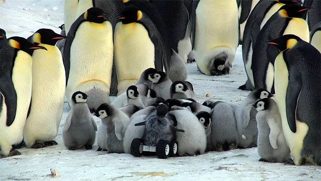 Eğer bir uzaktan kumandalı arabayı yavru penguen görünüşüyle tasarlar ve penguenlerin arasına salarsanız, penguenler yeni yavruyu hemen aralarına alırlar.