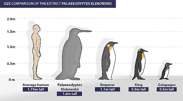 Bundan 40 milyon yıl önce, insan büyüklüğünde penguenler yaşamıştı.