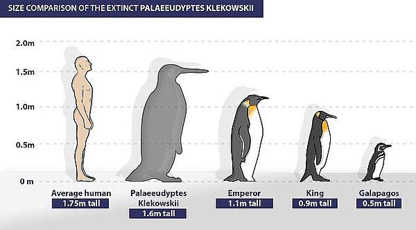 42. Bundan 40 milyon yıl önce, insan büyüklüğünde penguenler yaşamıştı.