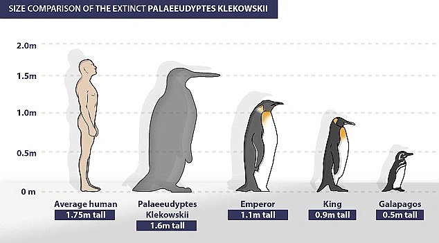 Bundan 40 milyon yıl önce, insan büyüklüğünde penguenler yaşamıştı.