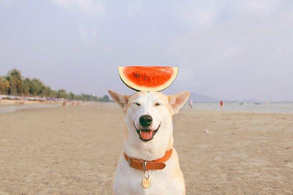 1. Dünyanın en mutlu köpeği Gluta'nın çevresine neşe saçan bir gülüşü var.