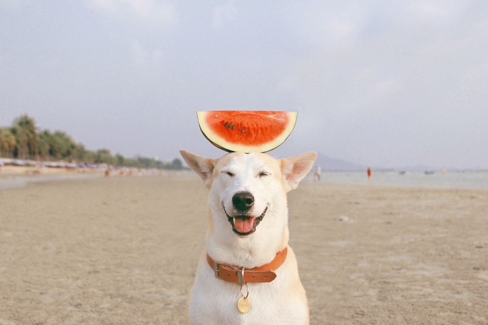 Yaşama Tutunma Gücüyle Kanseri Yenen Dünyanın En Mutlu Köpeği Gluta