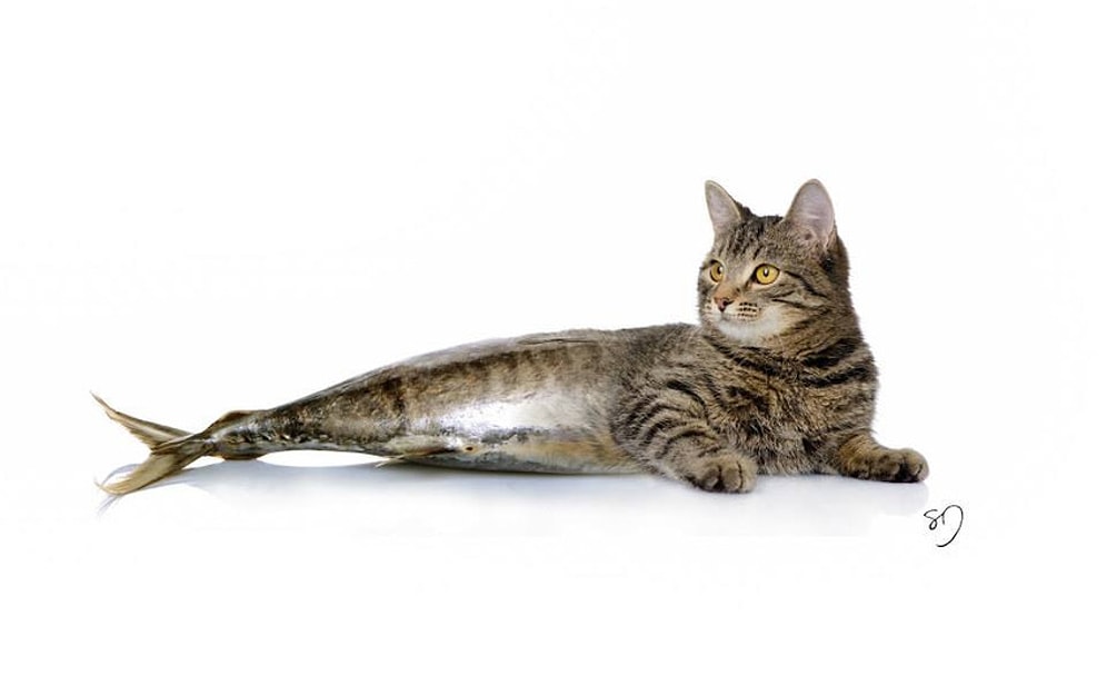 En Sevdiği Besinlerle Tuhaf Bir Şekilde Birleştirilerek Resmedilen 13 Hayvan