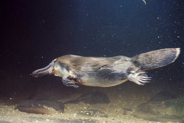 6. They use their absurd tail to keep themselves warm.? “Never underestimate what life offers you.”