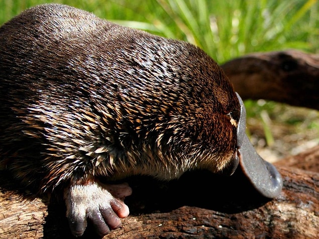 9. The female platypus has breasts, but no nipples, so they feed their little ones with small gutters on their body. “It doesn’t matter if you have something, what matters is how you use it.”