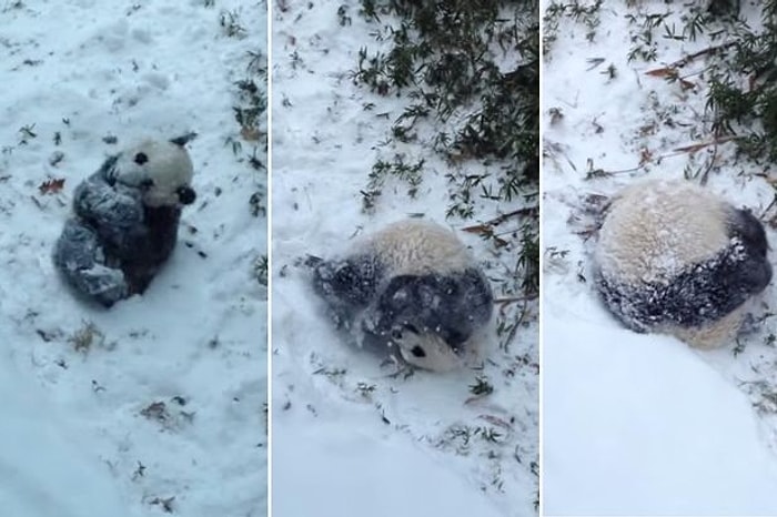 Sevimli Panda Bao Bao'nun Karla İlk Tanışması