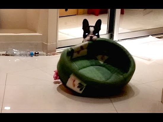 Kediyle Yatacak Yer Kavgasına Tutuşan Köpeğin Haklı Galibiyeti