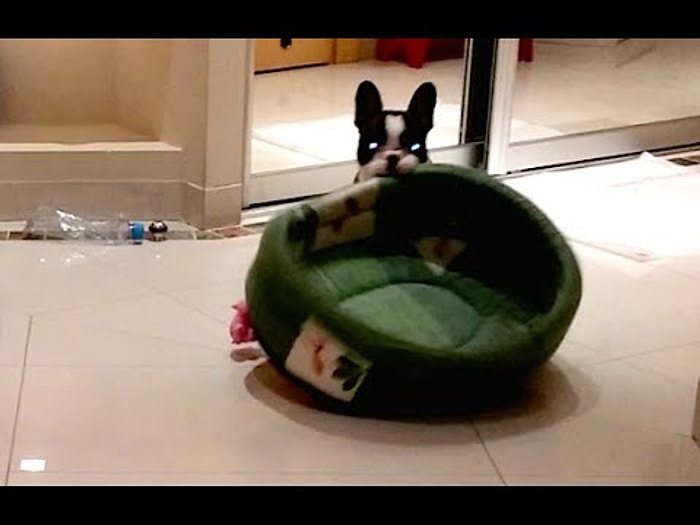 Kediyle Yatacak Yer Kavgasına Tutuşan Köpeğin Haklı Galibiyeti