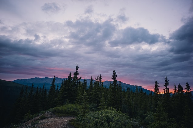 47. ''Denali National Park'a vardık ve yürüyüşe çıktık. Gece saat 1 civarı evet yanlış duymadınız gece saat 1.''