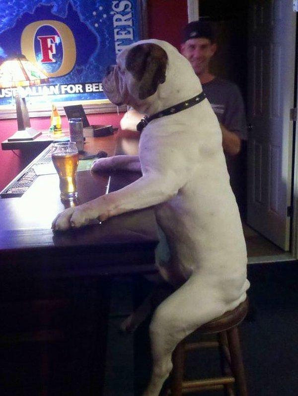 Barda İçki İçen Boxer