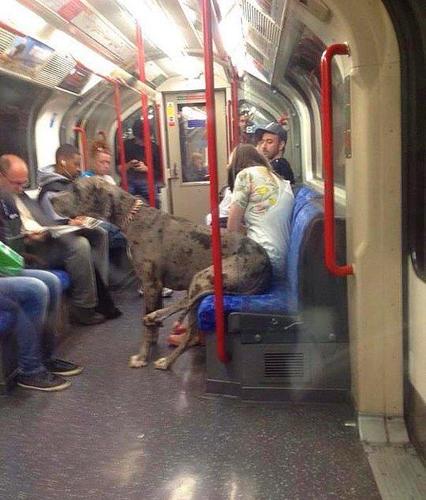 Metroda Yolculuk Yapan Köpek
