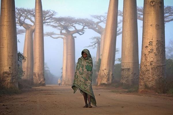 18. Madagaskarlı bir kız ve Baobab ağaçları.