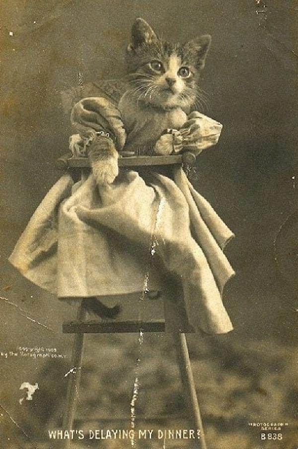6. Sevimli açıklamalarla birlikte verilen kedi resimleri, o zamanlarda da çok popülerdi.