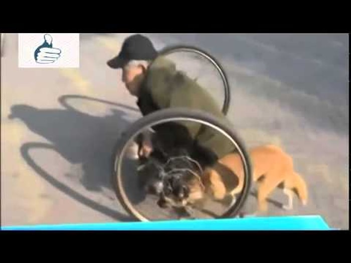 İki Teker Üzerinde Yaşam Mücadelesi Veren Adamın Yanından Ayrılmayan Sadık Köpeği