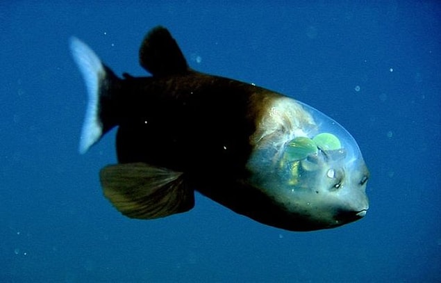 2. Poisson Barreley