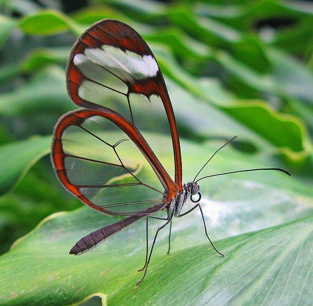 4. Papillon aux ailes de verre