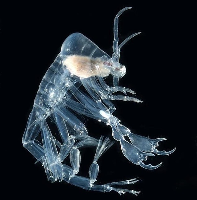 13. Phronima