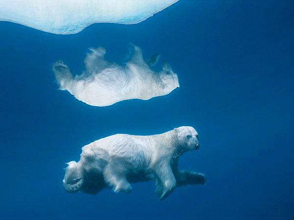 42. Bir kutup ayısının buzdaki yansıması.