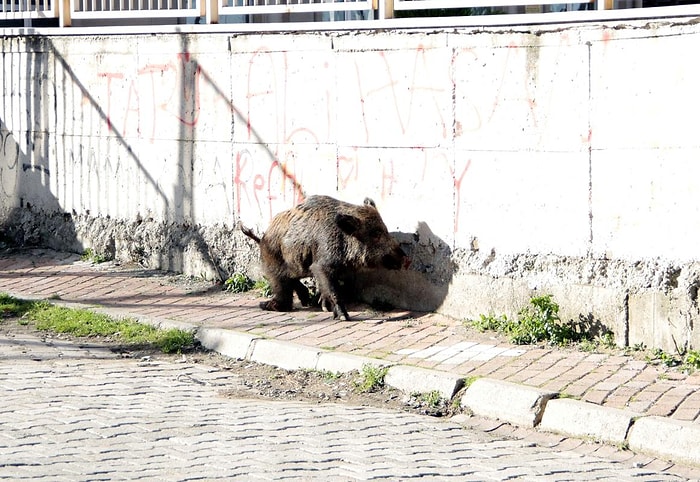 Samsun'da Yaban Domuzuna Taşlı Eziyet!