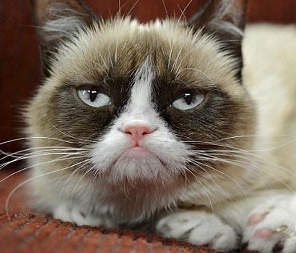 25. Azman - Grumpy Cat