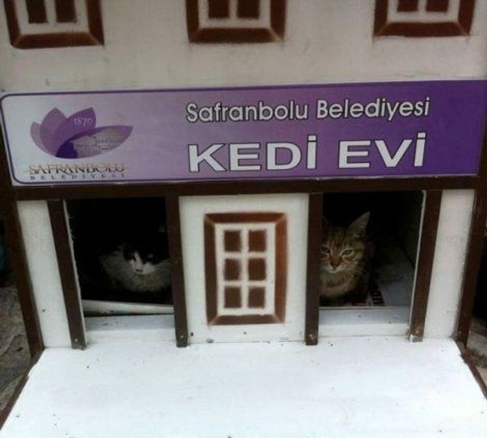 Safranbolu Kedi Evleri