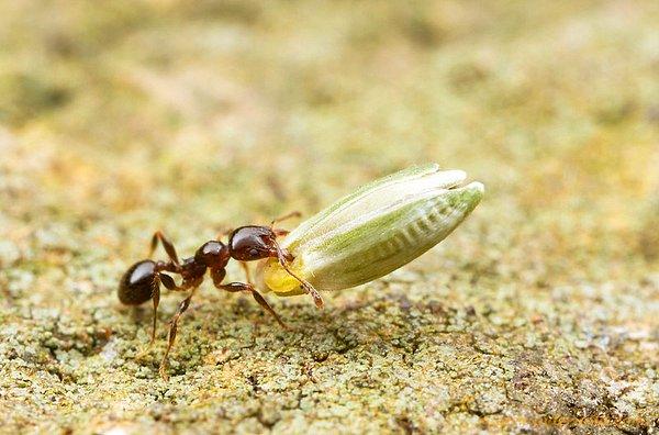 24. Karıncaların kendilerinden büyük şeyleri taşıma gayreti.